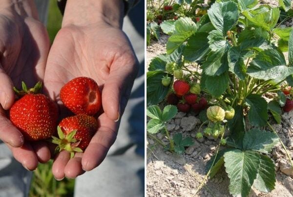 Coltivazione di fragole